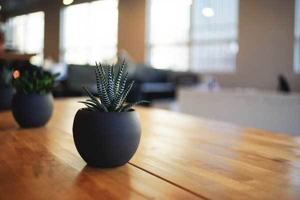 Plant On Desk
